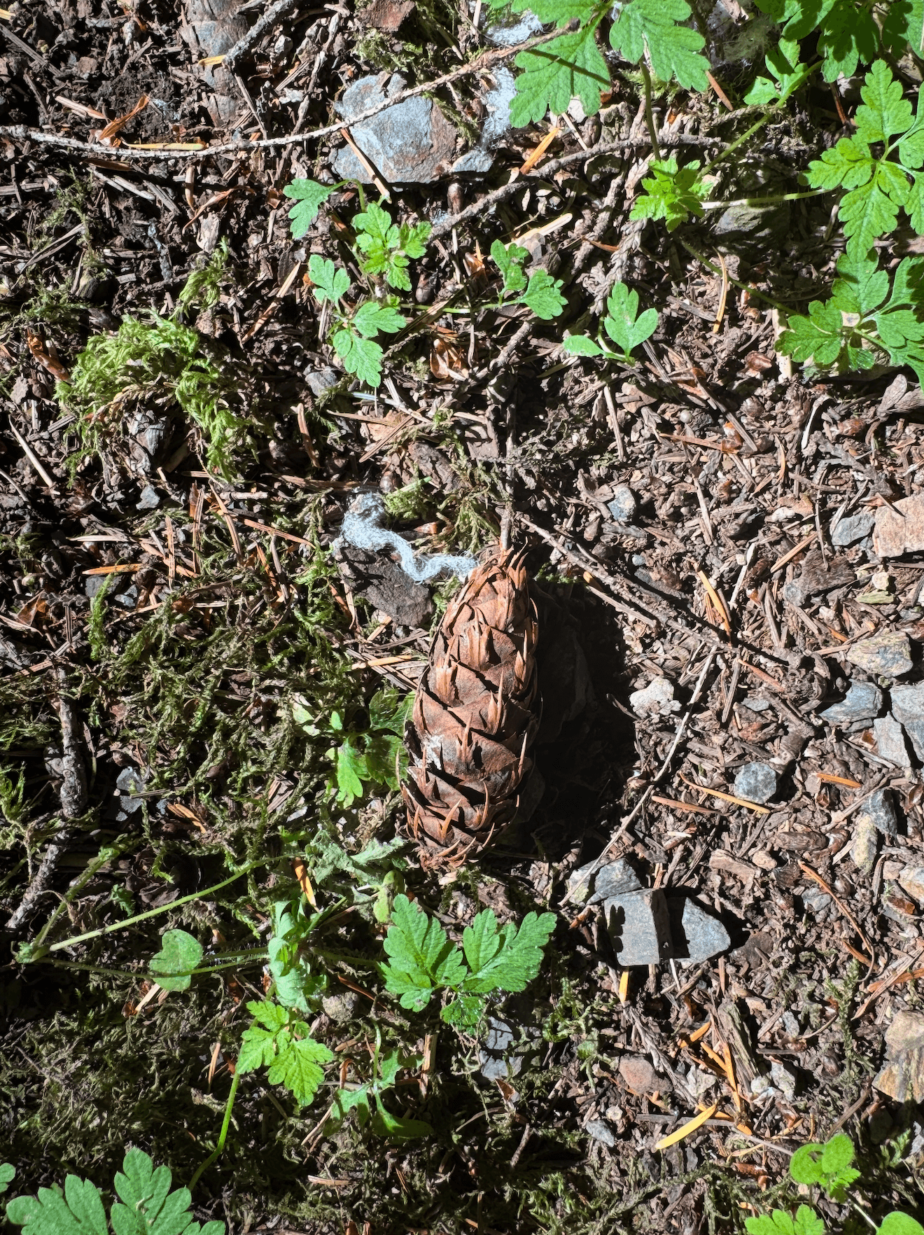 Fir cone on forest floor