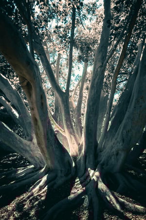 tree with light shining on it