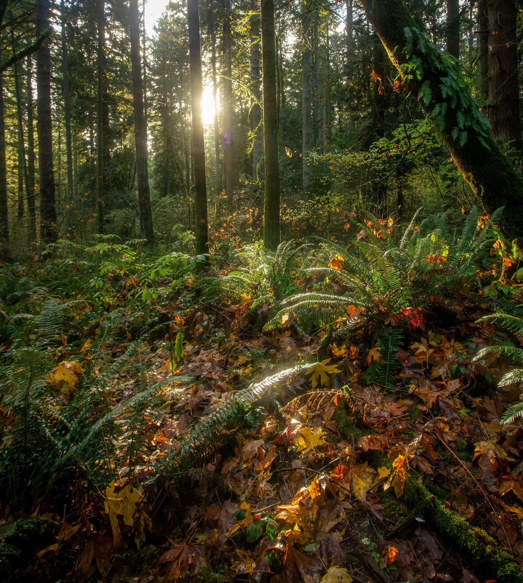 Pacific North West forest with light